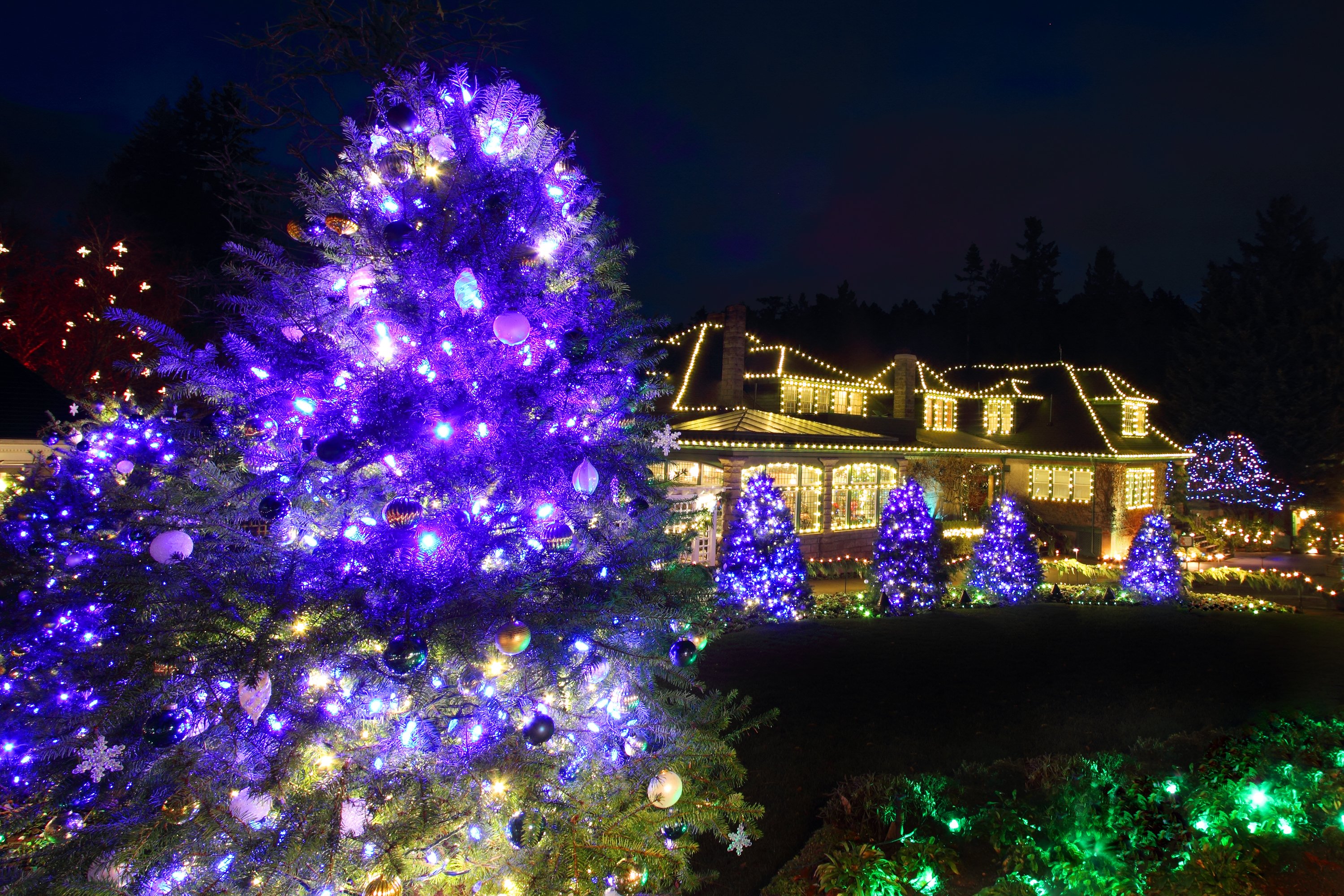 Mix classic white with bold statement trees for a big statement!
